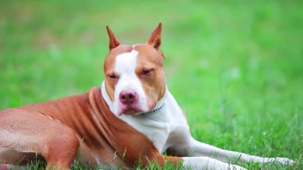 Młody Pies Pit Bull Terrier — Wideo stockowe