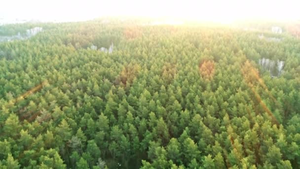 Doğal Kaynak Odun Ukrayna Kum Orman Gölün Üzerinde Uçan Hava — Stok video