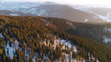 Kış Ağaçları. Havadan Görüntü Üstünden Uçar. Doğa