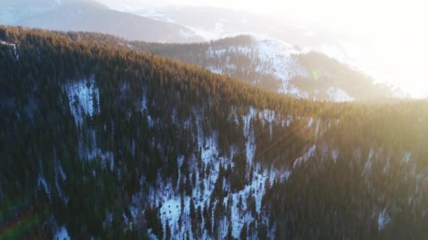 Wintersneeuwbomen Luchtzicht Vlieg Natuur — Stockvideo