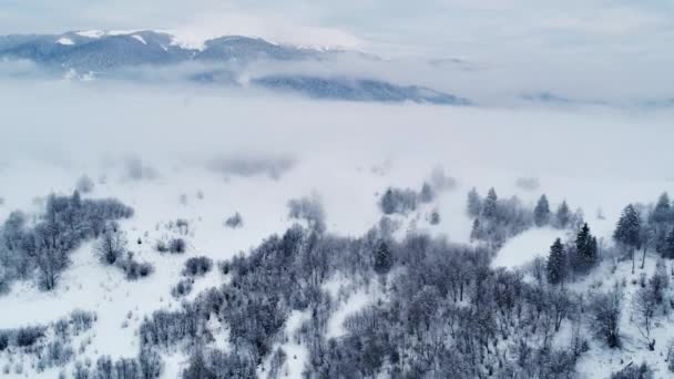 Vola Sopra Montagne Carpatiche Invernali Bellissimo Paesaggio Con Vista Volo — Video Stock