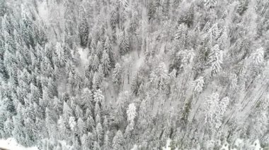 Kış Karpatları doğası, hava manzarası gerçek zamanlı kar yağışı, Uhd 4k