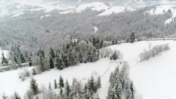 4Kだ ウクライナの冬の森の上のフライト 空中トップビュー — ストック動画