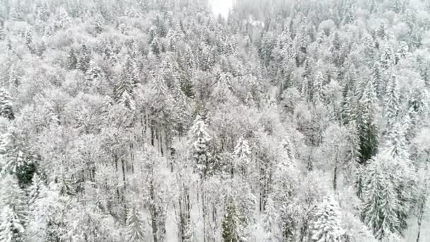 Winter Carpatians Nature Aerial View Realtime Snowfall Uhd — Stock Video