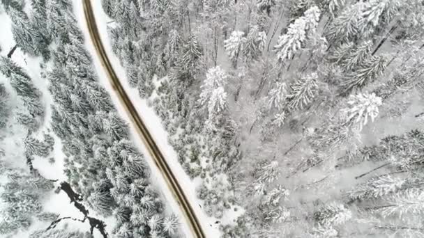 Zima Carpatians Natura Czasie Rzeczywistym Opady Śniegu Uhd — Wideo stockowe