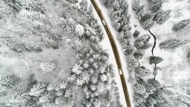 Zima Carpatians Natura Czasie Rzeczywistym Opady Śniegu Uhd — Wideo stockowe