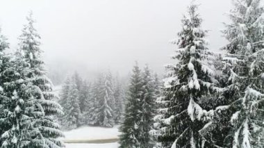 Kış Karpatları doğası, gerçek zamanlı kar yağışı, Uhd 4k