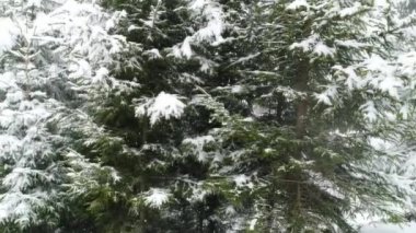 Kış Karpatları doğası, gerçek zamanlı kar yağışı, Uhd 4k