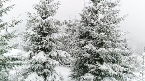 Invierno Abeto Los Cárpatos Nieve — Vídeo de stock