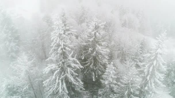 Winter Carpathian Fir Tree Snow — Stock Video