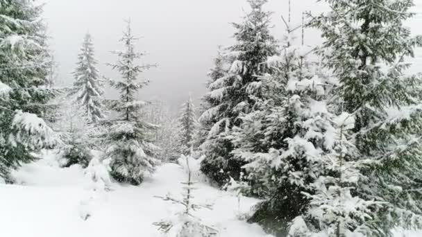 Invierno Carpatians Naturaleza Nevadas Tiempo Real Uhd — Vídeos de Stock