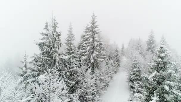 冬天喀尔巴阡山的风景 雪地里的圣诞树 — 图库视频影像
