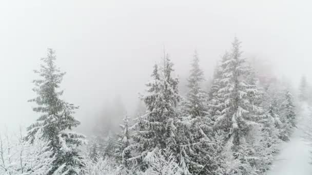 Winterkarpatenboom Sneeuw — Stockvideo