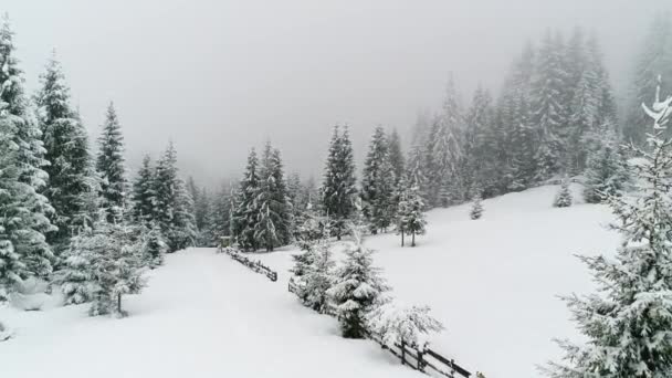 Inverno Carpatians Natureza Queda Neve Tempo Real Uhd — Vídeo de Stock