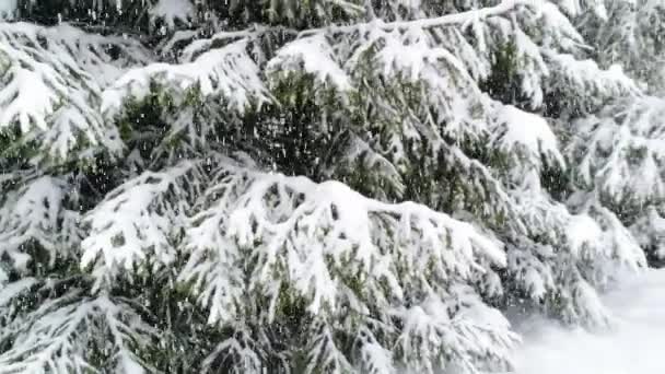 Inverno Carpatians Natureza Queda Neve Tempo Real Uhd — Vídeo de Stock