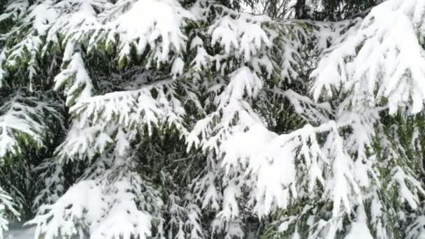 Winter Carpatians Nature Realtime Snowfall Uhd — стоковое видео