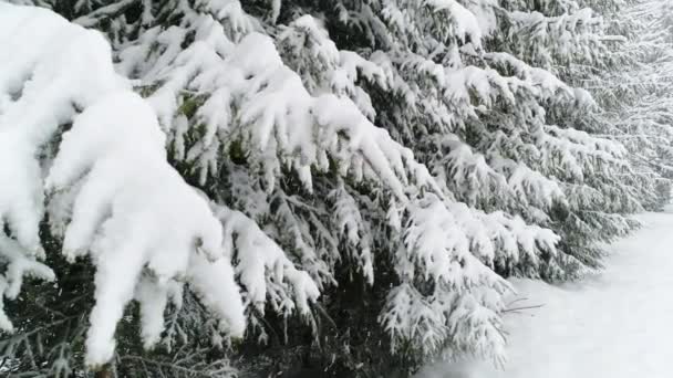 Invierno Carpatians Naturaleza Nevadas Tiempo Real Uhd — Vídeo de stock