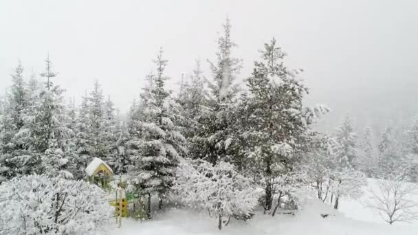 Winter Carpathian Landscape Christmas Trees Snow — Stock Video