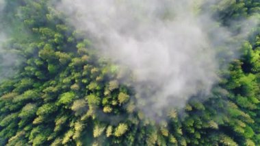 Güzel bulutlar sayesinde güneş, Karpat Dağları üzerinde parlıyordu.
