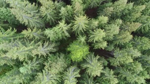 Luchtfoto Van Het Groene Woud — Stockvideo