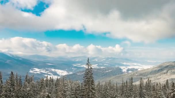 美丽的山地日 多云的冬季冷杉树 — 图库视频影像