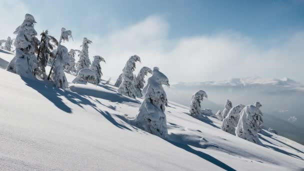 Mooie Bergdag Bewolkte Winterdennenboom — Stockvideo