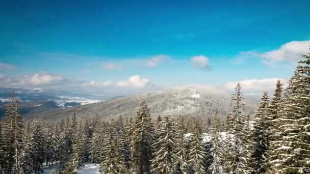 Mooie Bergdag Bewolkte Winterdennenboom — Stockvideo