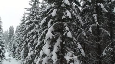 Uzun, sık, yaşlı ladin ağaçları bulutlu bir kış gününde dağlarda, karlı bir yamaçta büyürler. Kış ormanlarının ve korunan alanların güzelliği. Kopyalama alanı