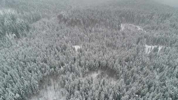 Vecchi Abeti Alti Densi Crescono Pendio Innevato Montagna Una Giornata — Video Stock