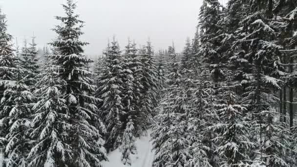 高密度の古いトウヒの木は 曇りの冬の霧の日に山の中の雪の斜面で成長します 冬の森と保護地域の美しさの概念 コピースペース — ストック動画