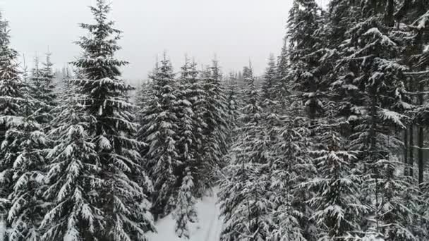 Árvores Velhas Densas Altas Crescem Uma Encosta Nevada Nas Montanhas — Vídeo de Stock