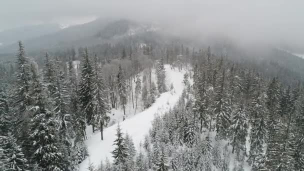 Einem Bewölkten Nebligen Wintertag Wachsen Einem Schneebedeckten Berghang Hohe Dichte — Stockvideo