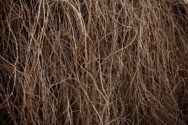 Kuru asma dalları, doğa arka planı. Çitlerdeki kuru tonlu dalların soyut hali.