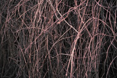 Kuru asma dalları, doğa arka planı. Çitlerdeki kuru tonlu dalların soyut hali.