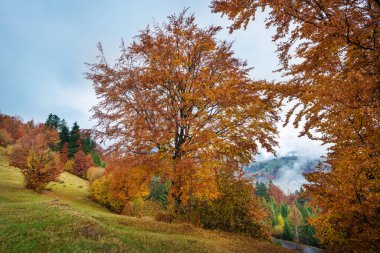 Vadideki altın sonbahar manzarası. Arka planda dağ ve yol olan muhteşem renkli ağaçlar. Canlı Ekim Günü kavramı.