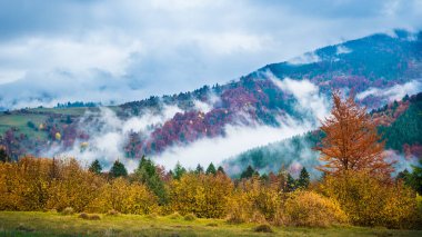 Dağlarda sisli sonbahar günü manzarası. Renkli ağaçları ve bulutlu gökyüzünün altında yuvarlanan tepeleri olan güzel bir vadi. Doğa kavramı.