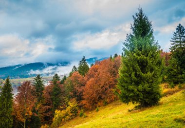Görkemli dağ ormanı manzarası. Renkli kozalaklı ağaçlarıyla muhteşem sisli bir tepe. Doğa kavramı.