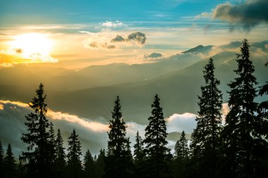 Kozalaklı ormanda nefes kesici şafak manzarası. Arka planda sihirli gökyüzü olan köknar ağaçlarının siluetleri. Doğanın güzelliği kavramı.