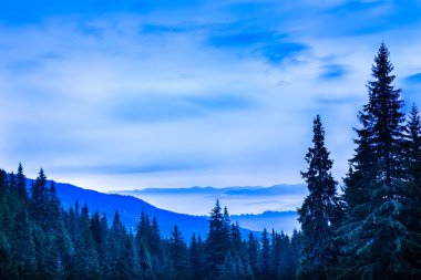 Kozalaklı ağaçlarla ve tepelerin üzerinde mavi-beyaz gökyüzüyle manzaralı bir manzara. Sabahın erken saatlerinde görkemli dağ vadisinde çam ormanlarıyla. Doğanın güzelliği kavramı.