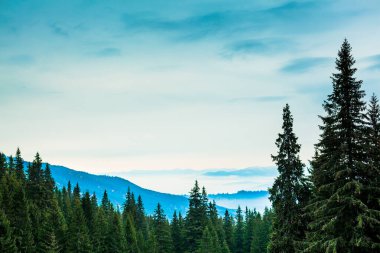 Kozalaklı ağaçlarla ve tepelerin üzerinde mavi-beyaz gökyüzüyle manzaralı bir manzara. Sabahın erken saatlerinde görkemli dağ vadisinde çam ormanlarıyla. Doğanın güzelliği kavramı.