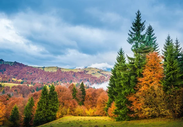 Vista Del Majestuoso Bosque Montaña Magnífica Colina Brumosa Con Coloridos — Foto de Stock