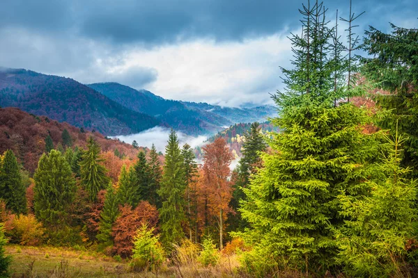 View Majestic Mountain Forest Gorgeous Foggy Hill Colorful Coniferous Trees — Stock Photo, Image