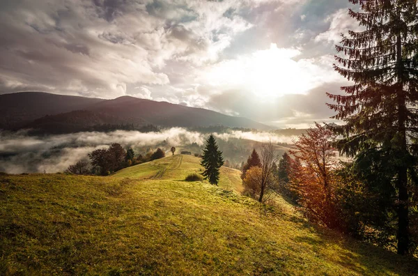 View of mountain forest sunrise with dramatic cloudy sky on background. Beautiful landscape with coniferous trees on hillside meadow. Concept of nature.