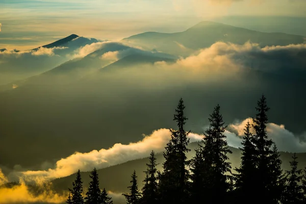 Vista Del Impresionante Amanecer Bosque Coníferas Siluetas Abetos Con Cielo —  Fotos de Stock