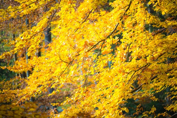 Закрыть Большой Корень Старого Дерева Окруженный Желтыми Зелеными Листьями Пень — стоковое фото