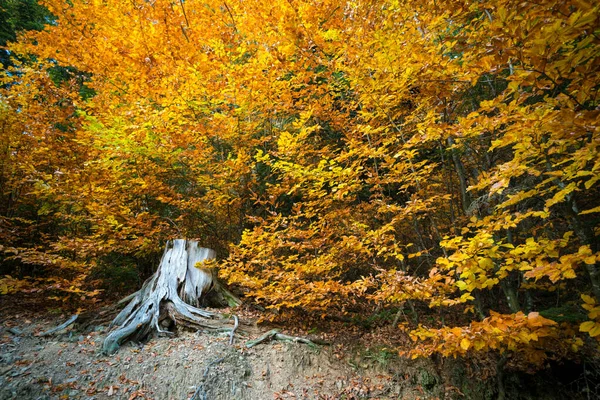 Закрыть Большой Корень Старого Дерева Окруженный Желтыми Зелеными Листьями Пень — стоковое фото