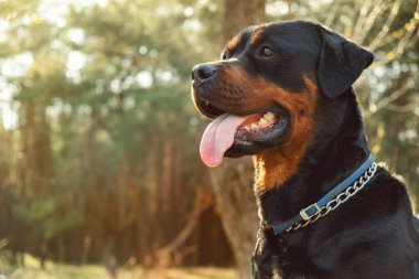 Çiftleşen köpek - Kozalaklı ormanda Rottweiler güneşli bir günde yakın plan