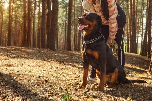 Paseando Perro Bosque Coníferas Día Soleado Paseo Con Perro Bosque —  Fotos de Stock