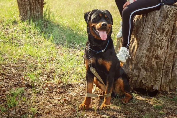 Passear Cão Numa Floresta Coníferas Dia Ensolarado Caminhar Com Cão — Fotografia de Stock