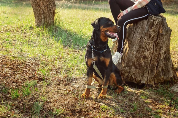Ausführen Eines Hundes Einem Nadelwald Sonniger Tag Und Spaziergang Mit — Stockfoto